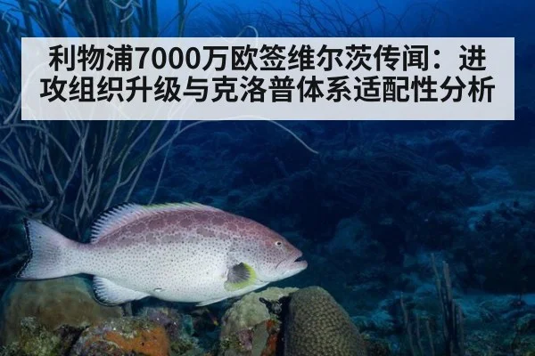 利物浦7000万欧签维尔茨传闻：进攻组织升级与克洛普体系适配性分析 - nine game